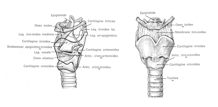 Articolazioni laringee