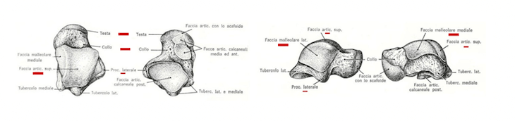 Astragalo