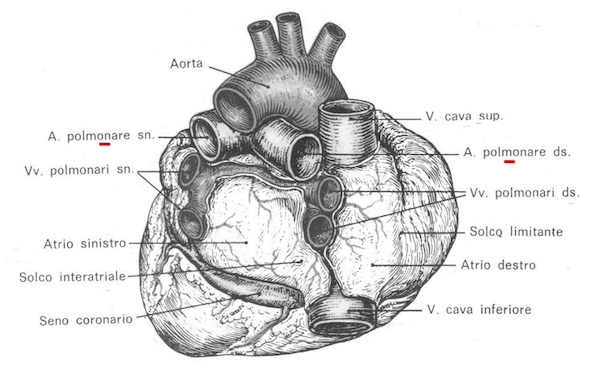 Base del cuore