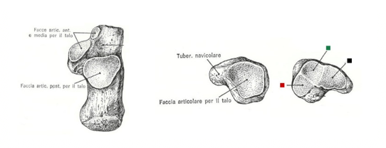 Calcagno e navicolare