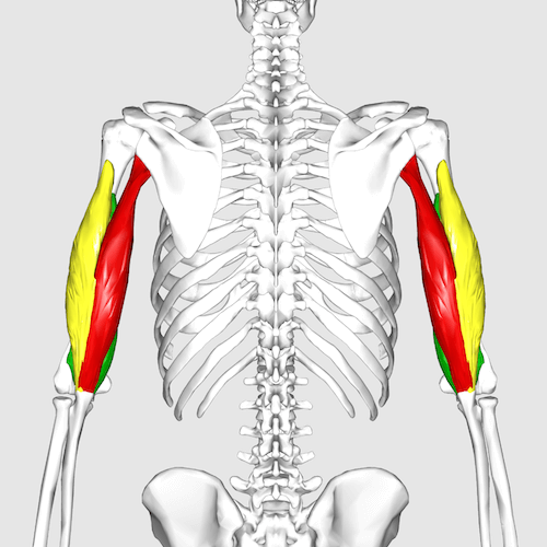 Capo lungo, capo laterale e capo mediale del muscolo tricipite brachiale