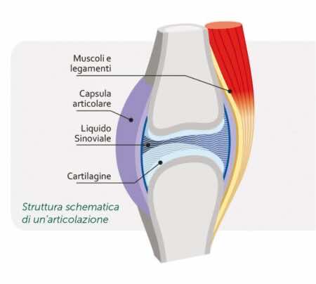 capsula articolare