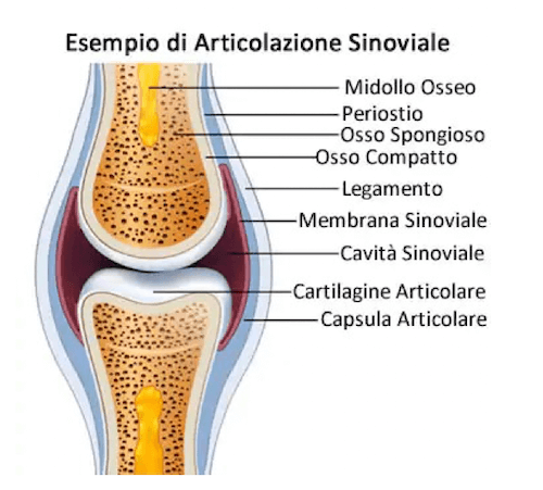 Caratteristiche generali delle diartrosi