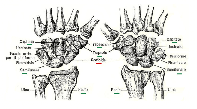 Carpo della mano destra