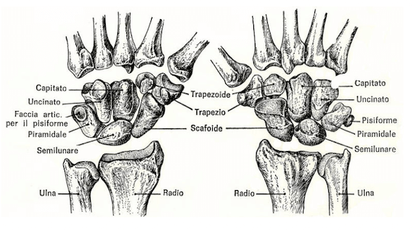 Struttura anatomica del carpo della mano destra