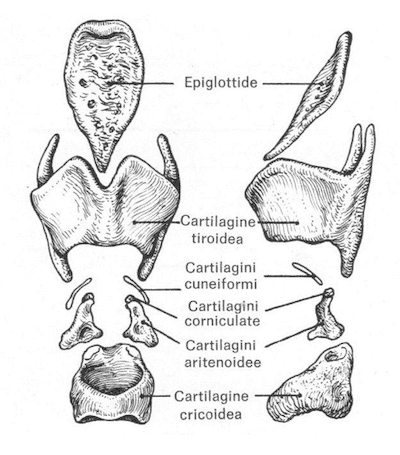 Cartilagini laringee