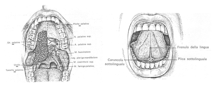 Cavità buccale