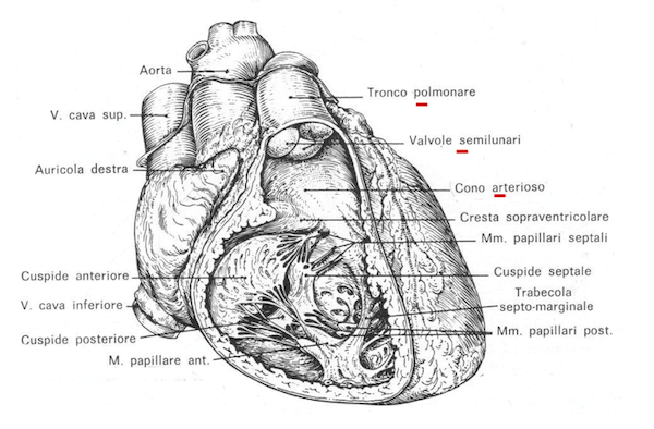 Cavità del ventricolo destro