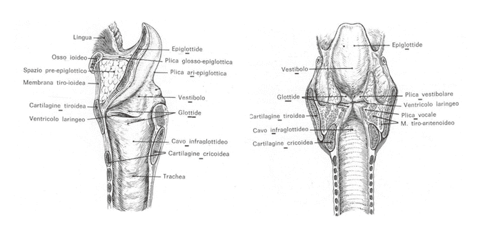 Cavità laringea