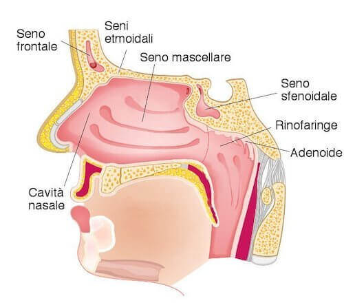 Cavità nasali