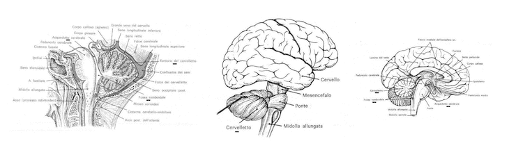 Cervelletto