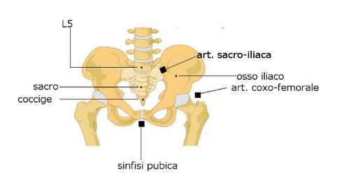 Cingolo dell'arto inferiore