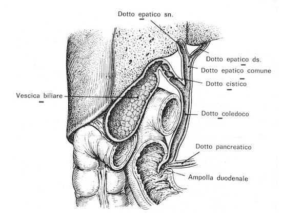 Cistifellea