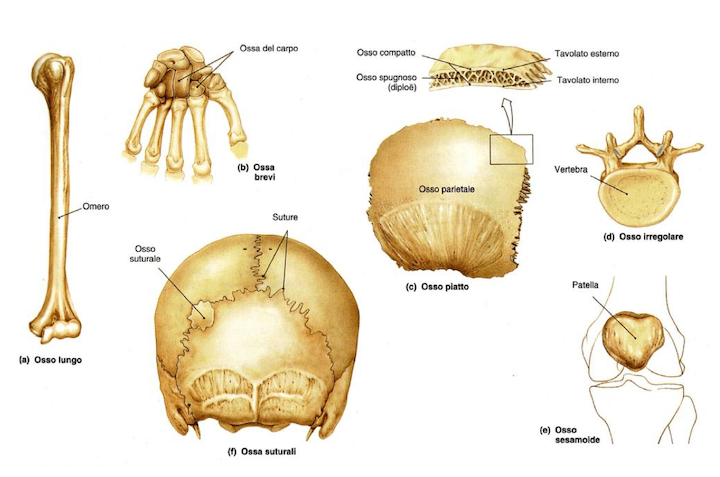 Classificazione morfologica delle ossa