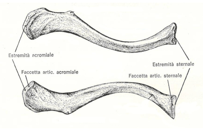 Struttura anatomica della clavicola