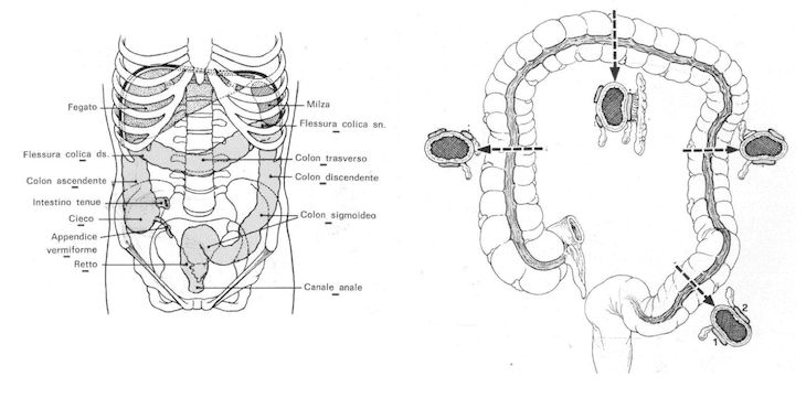 Colon