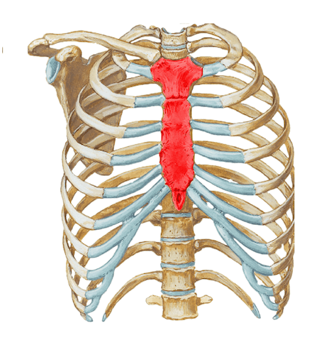 Colonna vertebrale, vertebre e sterno