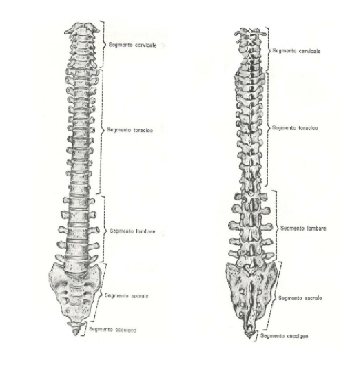 Colonna vertebrale vista anteriormente e posteriormente