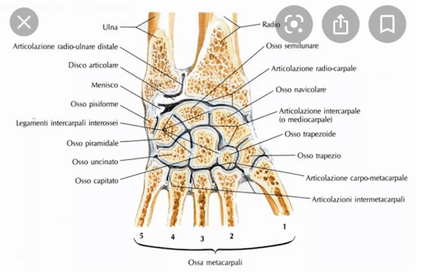 Complesso articolare del Polso