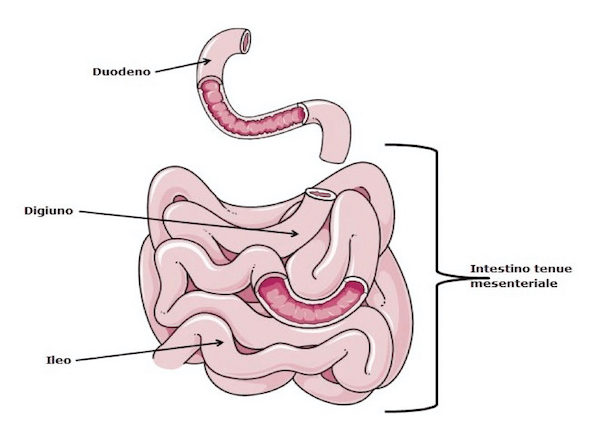 Componenti dell'intestino tenue