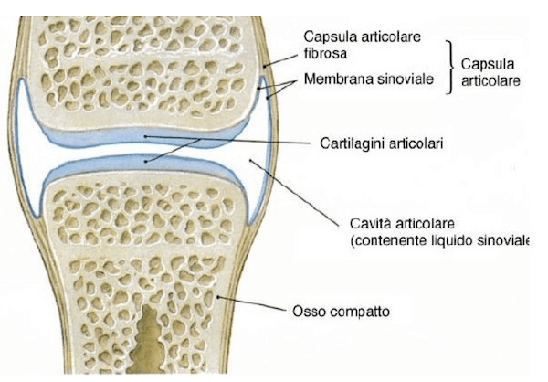 Composizione anatomica diartrosi