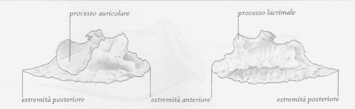 Conca nasale inferiore (cornetto inferiore)