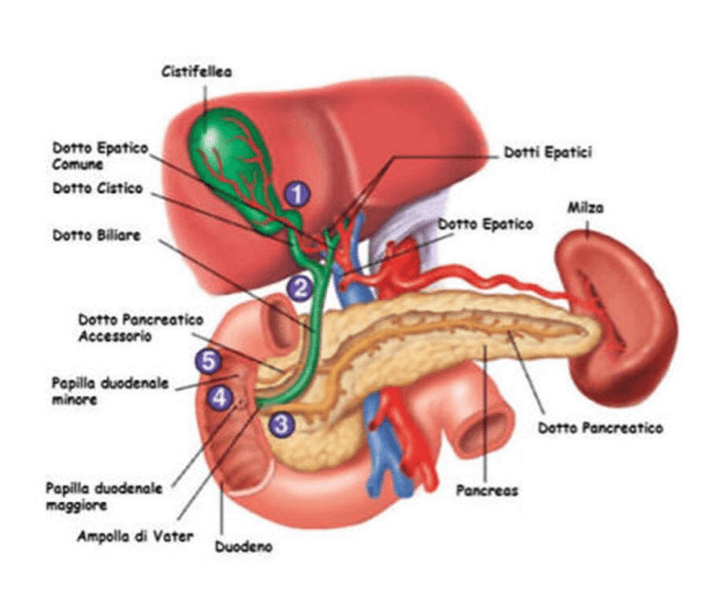 Connessione tra duodeno e dotti biliari/pancreatici.
