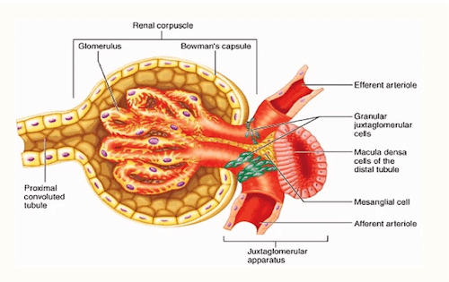 Corpuscolo renale