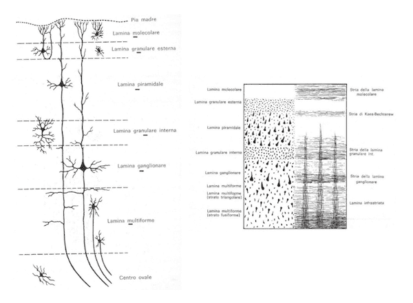 Corteccia cerebrale isocortex omeotipica