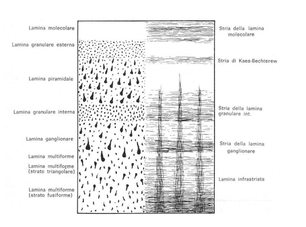 Corteccia cerebrale isocortex omeotipica