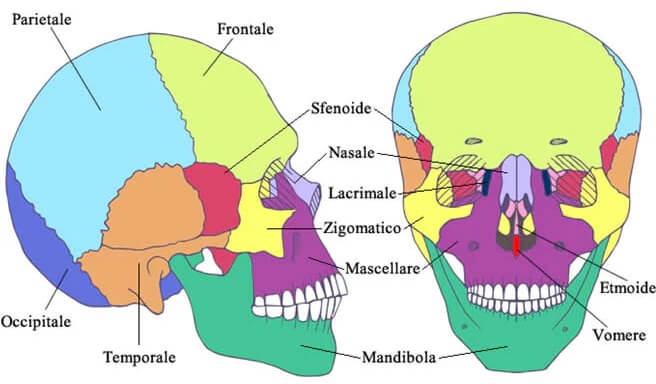 Ossa del cranio
