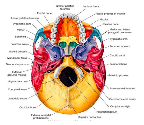 Cranio - visione esterna /inferiore