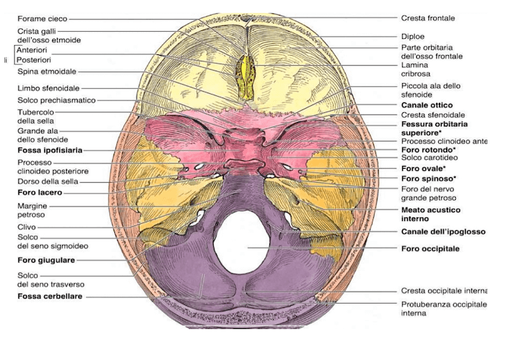 Cranio visione interna