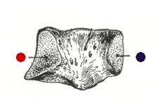 Cuboide