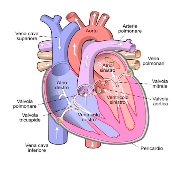 Cuore