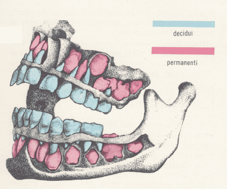 Dentatura decidua e permanente