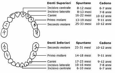 Dentatura decidua