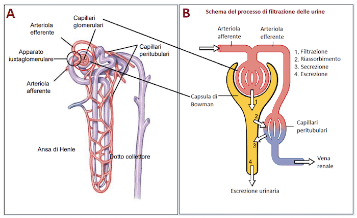 Dettaglio anatomico del nefrone