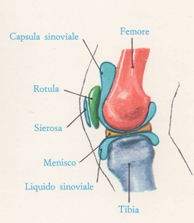 Diartrosi