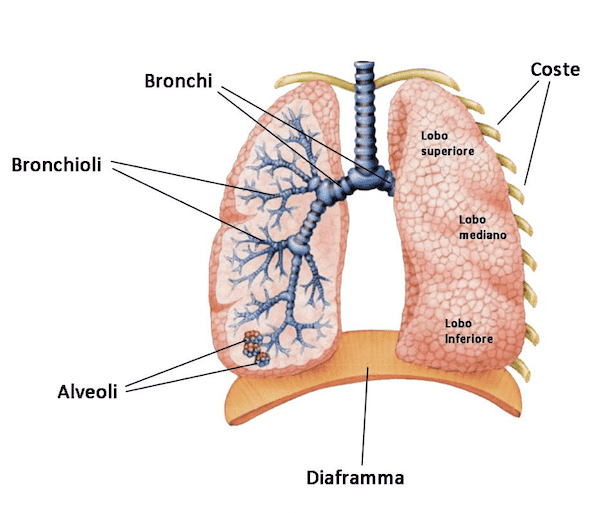 Diramazione delle vie respiratorie