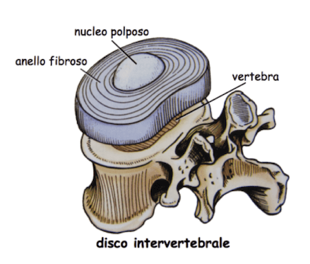 Disco Intervertebrale