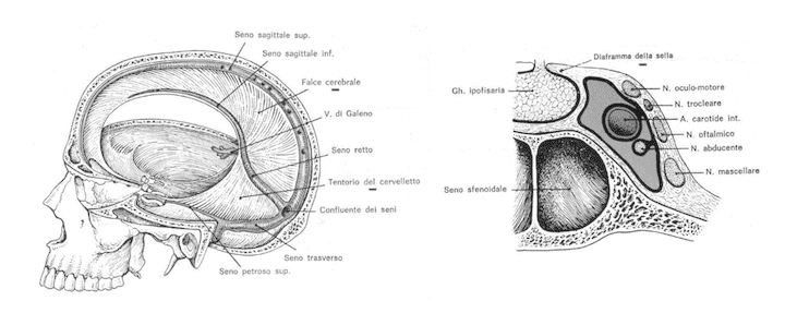 Dura madre encefalica