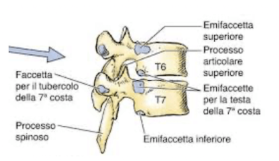 Emifaccette articolari