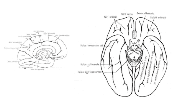 Emisfero cerebrale