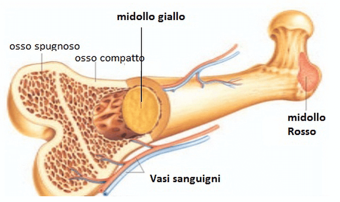 Sezione longitudinale di una epifisi di osso lungo