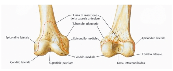 Epifisi distale del femore