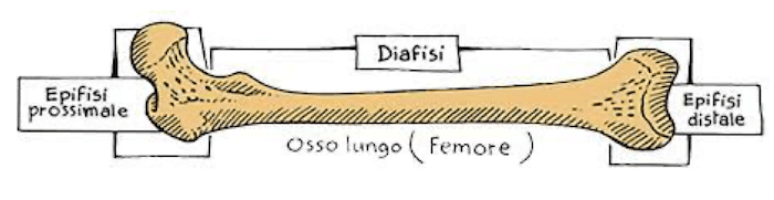 Epifisi e Diafisi