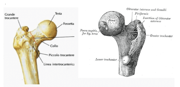 Epifisi prossimale del femore