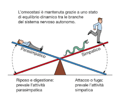 Equilibrio dinamico tra sistema simpatico e parasimpatico