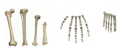Esempi di ossa lunghe